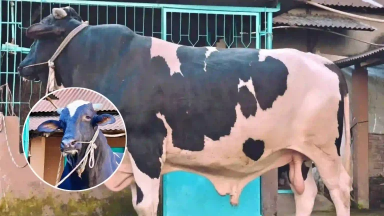 সিলেটে নজর কাড়ছে ২৭ মণের মিস্টার সিলেট, দাম ১২ লাখ টাকা