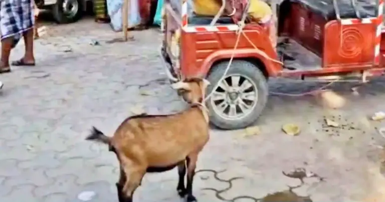 ভারতে ছাগলের মুখ বেঁধে ধর্ষণের চেষ্টা, তোলপাড়!