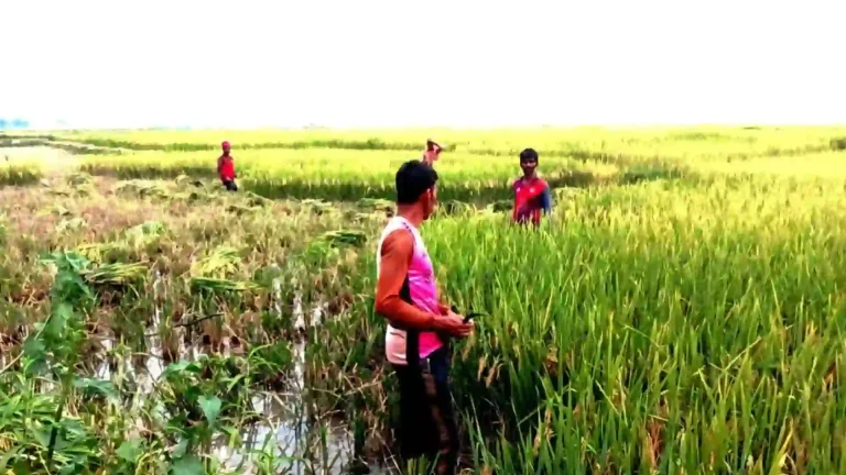তাহিরপুরে ধান কাটার শ্রমিক পেতে ৩ শুল্ক স্টেশনে কাজ বন্ধ