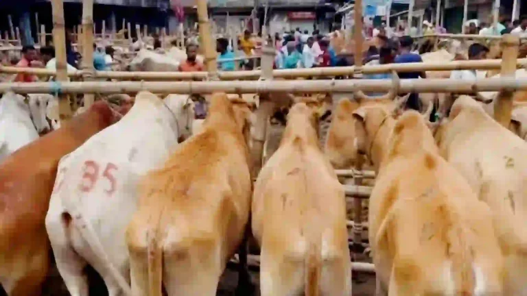 গোয়াইনঘাটে ভারতীয় গরু চোরাচালানের দাপটে লোকসানে দেশীয় খামারিরা