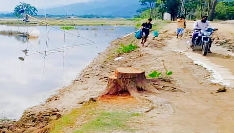 গোয়াইনঘাটে সড়কের পাশ থেকে অর্ধশত সরকারি গাছ কেটে নেওয়ার অভিযোগ
