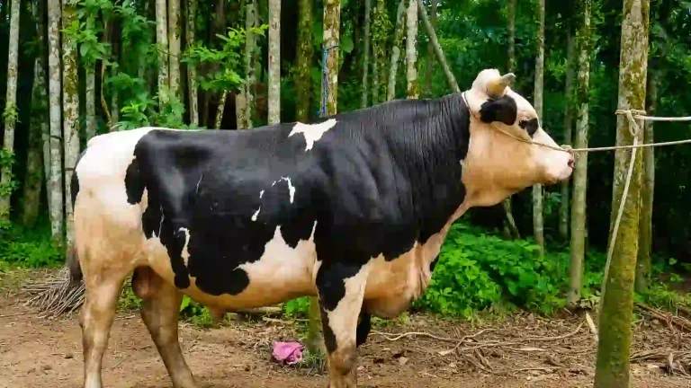 জকিগঞ্জে নজর কাড়ছে ১০ মণের ফ্রিজিয়ান ষাঁড়,দাম হাঁকা হচ্ছে সাড়ে ৩ লাখ