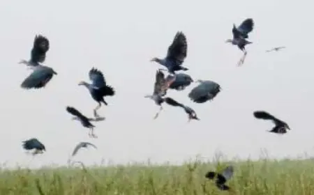 অতিথি পাখির কূজনে মুখর টাঙ্গুয়া হাওর